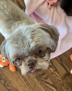 There’s no such thing a personal space with Shih Tzus! ❤️🐶 IG: @chocolate_shihtzu_family | Shih Tzu
