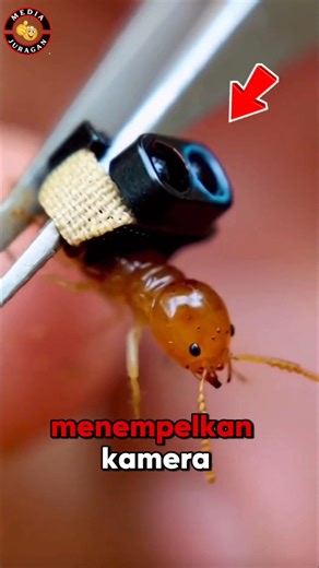 🔴 Kamera Mini Dipasang di Tubuh Semut! Isi Sarangnya Bikin Takjub 😱l