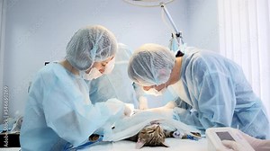 Vets doing the operation for the cat on the operating table in a local clinic. Cat in a veterinary surgery