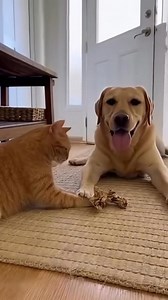 2K views · 22 reactions | Funny animals compilation | Roc Slaton | Facebook