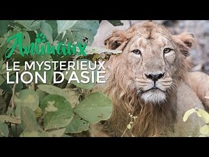 Le tigre de Sibérie - Documentaire français 2017