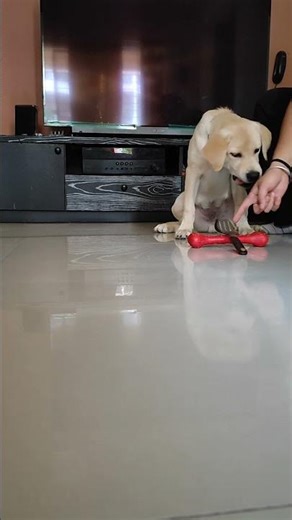 🐶❤tap tap kara🐶 #labrador #stella #cute #shorts #pets #funny