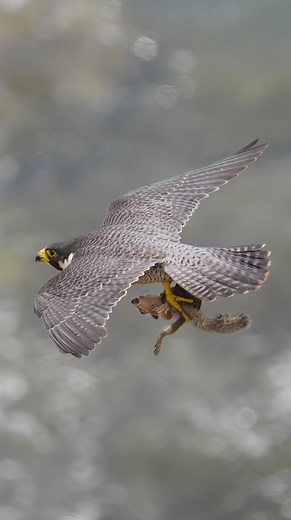 Peregrine Falcon aka Maxine with an unusual Prey. Peregrine Falcon usually only hunt birds. This time she made an exception and hunted a Squirrel. . . . #falcon #peregrinefalcon #birdsofprey #falcons | Ta2020photography