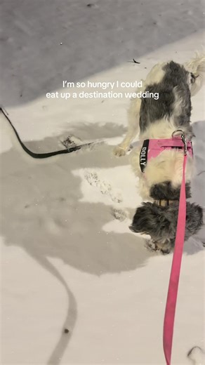 This Chicago winter is really getting to me😔 #destinationwedding #weddingcontentcreator #fyp #smallbusiness