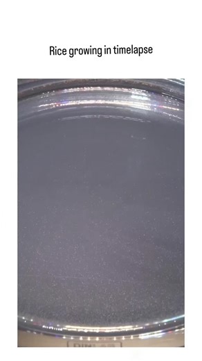 trendi_art. on Instagram: "The post shares a 48-second timelapse video from @AmazingTimelapse depicting rice (Oryza sativa) seed germination and early vegetative growth over 32 days in a petri dish with nutrient medium, highlighting stages from seed cracking to multi-leaf seedlings. Rice germination typically spans 3-7 days at 25-30°C with ample moisture, as shown here, underscoring efficient water uptake and root development essential for this staple crop feeding over half the world's populatio
