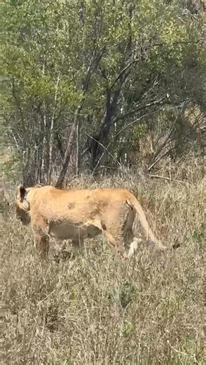 Lions surrounding unwary buffalo #wild #life #nature #animals #wildlife #africa #safari | African Bush Kingdom