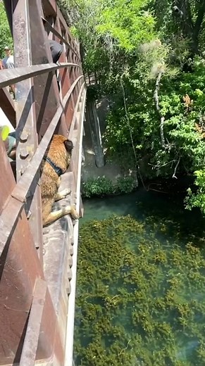 This dog was an absolute beast! #animals #crazy #wild