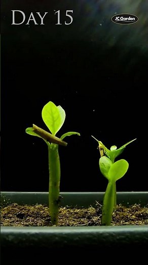 Watching a Desert Rose Plant Grow From Seed in Timelapse