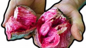 3.8K views · 109 reactions | This is the extremely rare Red ilama we...