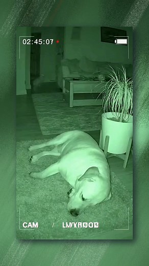 2.8K views · 34 reactions | Case file: 02:45 AM. The dog was framed! ️‍♂️ The poor guy was fast asleep, and the cat chose pure chaos. The way the dog wakes up, looking confused and guilty for a crime he didn't commit... we finally have the evidence! Who's the real troublemaker in your house? We find clips like this all the time. Send this to someone who knows this struggle! #petcam #busted #catreels #dogreels #catsanddogs #framed #funnycat #fblifestyle | Meow Multiverse | Facebook