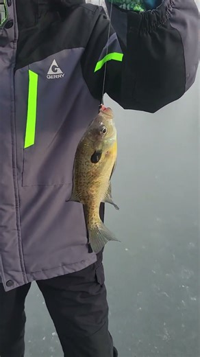 Nice gill on a homemade jaw jacker.#fishing #icefishing