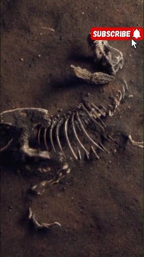History Of Dinosaurs #facts#science #sciencefacts