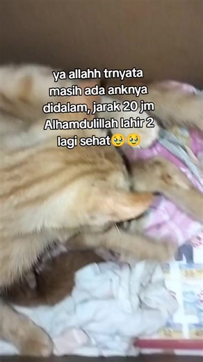 Alhamdulillah masih dikasih selamat dan kelancaran 🤲 #kucingmelahirkan #fyppppppppppppppppppppppp #masukberanda #kucingtiktok #catlover