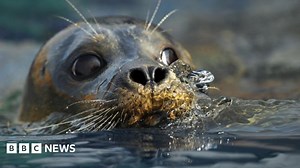 Hunstanton Sea Life Sanctuary: Return for tidal surge victims