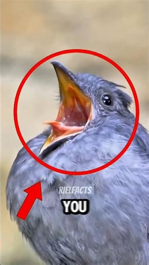 Bird Sounds So Creepy You'll Check Behind You 😨