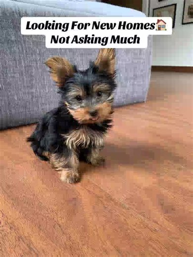 Teacup Puppies For adoption (@tiny_teacup_puppies)’s videos with original sound - Teacup Puppies For adoption