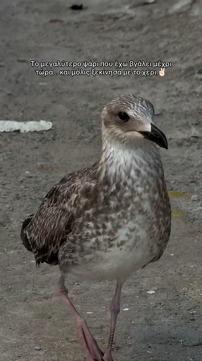 Χωρίς καλάμι, Αυτή ήταν η πρώτη μου μεγάλη τσιπούρα, και το καλύτερο; Ήμουν μόνος μου! #stac1k07 #fyp #viral #kaieimaietsi✌🏻 #tiktokgreece #ψαρεμα #ψαρεμαελλαδα #fishingtiktoks