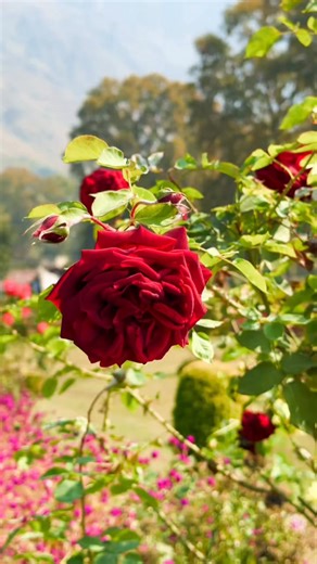 Beautiful Flowers 🌼🌹 | Nature Beauties