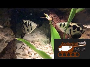 Fiddler Crabs Introduced to Archerfish Aquarium