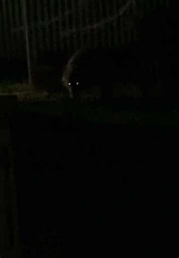 Creepy Glowing Eyes Caught on Camera