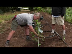 Planting Citrus Trees