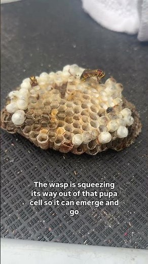Wasp Hatching Caught on Camera – Real Footage of a Wasp Emerging from Its Cell!