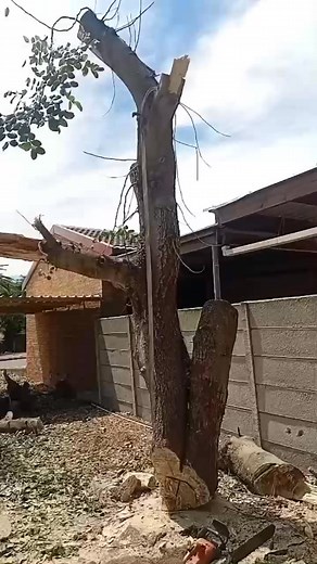 Cutting down of tree we are always available | Bk Construction