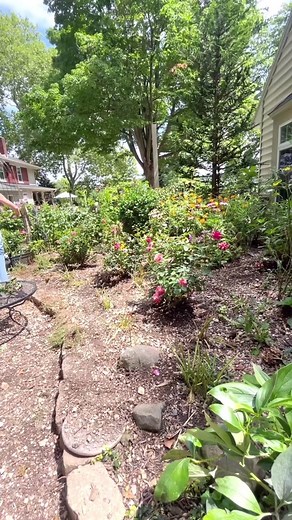 🐓 This is me last year attempting to grow clover in the flower garden for the chickens:) I ended up failing miserably! So this year I’m attempting this growing experiment again by rototilling the walkways, removing some dirt, heavily seeding, and constantly watering. 🐓 First round of seeding did okay but once I added straw everywhere to hold the moisture it started taking off. And last night was the first time introducing the flock to the area since the clover has grown. Of course they loved i