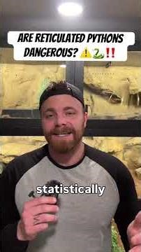 Are Reticulated Pythons DANGEROUS??? #animal #reptiles #animals #snake #python #superdwarfretic