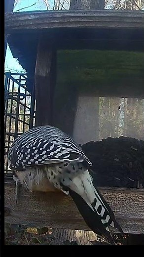 Backyard Woodpecker Stops In for a Quiet Carolina Treat