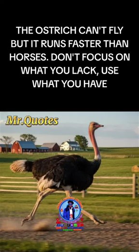 Ostrich Wisdom: Embrace Your Strengths