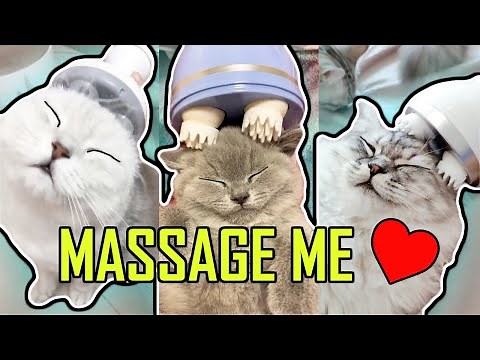 Cat Electrical Massager! No Cats Can Resist It !(Look How Comfy Those Kittens Are!)