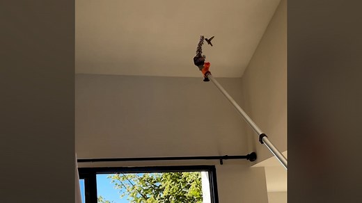 See a quick-thinking couple use a flower to remove a lost hummingbird. | Humankind