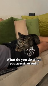 Sad reality. #cat #grumpycat | Grumpy Kitzia