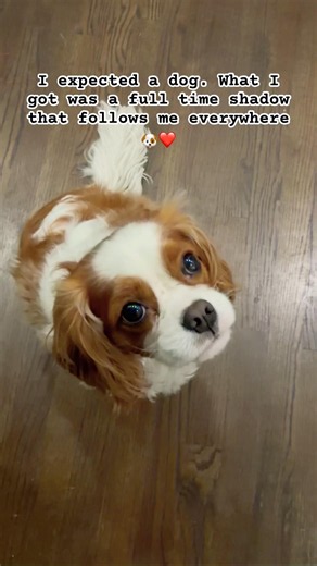 Cavalier owners know exactly what I’m talking about ❤️🐶#cavalierkingcharlesspaniel #puppy #doglife