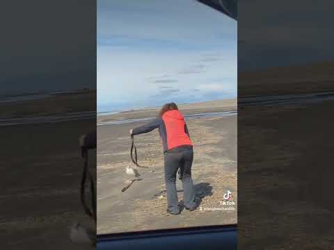 I Tried to Help this Seagull... Here's What Happened💔