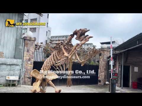 Exploring the 2-Meter Megatherium Skeleton: Prehistoric giant ground sloth