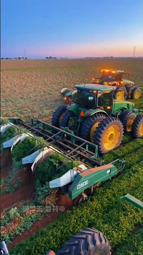 Ultra Powerful Carrot Harvester in Action at Sunset | Modern Farming Technology