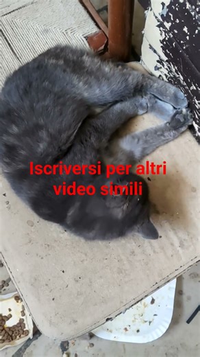 Il gatto Grey e l'arte del pulirsi, gatto blu di Russia incrociato