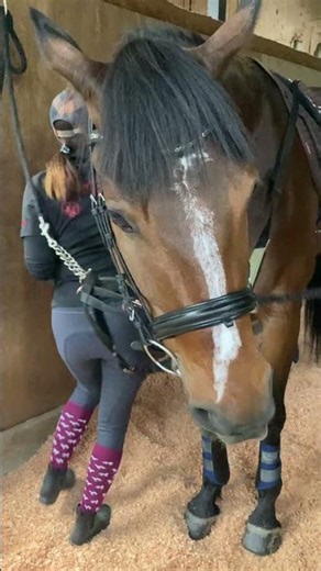 ハミを付けて準備万端な馬 horse ready!🐎Nankandamashii｜ナンカンさんの馬小屋 #horse #馬