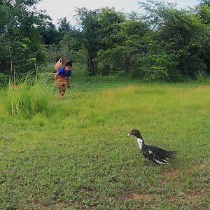 11K views · 144 reactions | Fried Duck Eating Delicious | CookPro | Facebook