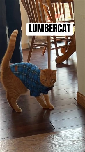 #catsoftiktok #lumbercat #catsinclothes #orangecatbehavior