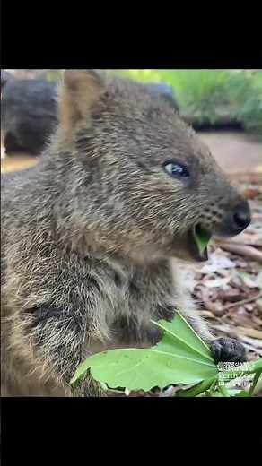 Silly Goofy Quokka 🦫