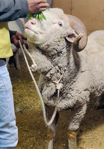 Discover Big Marino Long Tail Sheep in Karachi