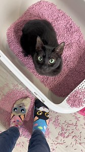 Cat and litter box! 🐈 #cats #funny #FunnyCats #litterbox #catmom | NiceRascals cats