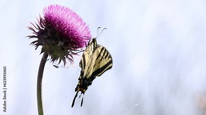 Western tiger swallowtail macro closeup feeding on an invasive purple musk thistle