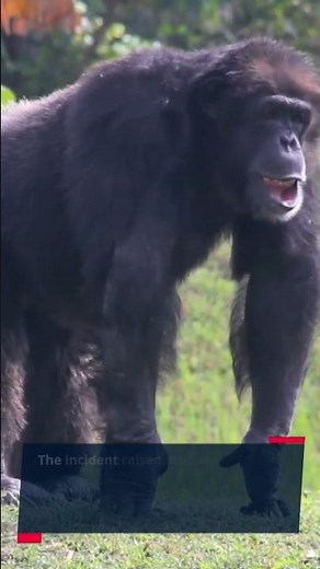 The Chimpanzee Attack on Charla Nash!