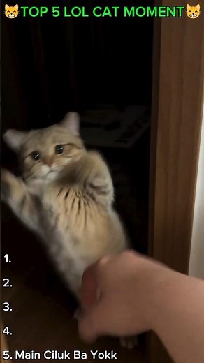 Part 201 lol cat moment #cat #cutecat #cats #catlovers #funnycats #catvideo #catcute #shorts