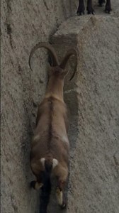 The Most Fearless Mountain Goats in the World 🏔️ #wildlife #wildmajesty #nature #alpineibex