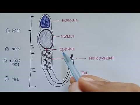 Structure of sperm | parts of sperm | sperm labelled diagram | sperm structure
